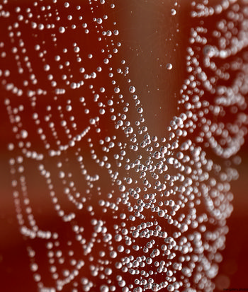 Droplets on spiders web This still life photograph features droplets of water delicately suspended on a spider's web, captured during the early afternoon in autumn. The composition highlights the intricate natural patterns created by the web and the water droplets, showcasing the remarkable interaction between nature and animals, specifically spiders, as they weave their webs. The spiders’ handiwork and the presence of water droplets exemplify the collaboration between animals and their habitat. The image does not include any well-known landmarks but focuses on the detailed structure of a spider’s web and the effect of water in the natural environment.